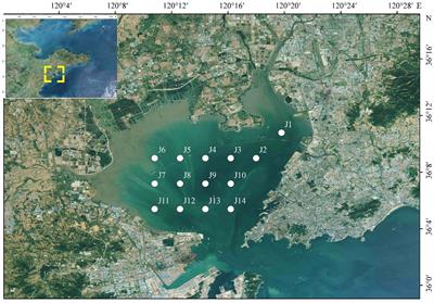 Applicability of taxonomic sufficiency of macrofaunal assemblages in benthic ecological quality assessments: Insights from a semi-enclosed bay